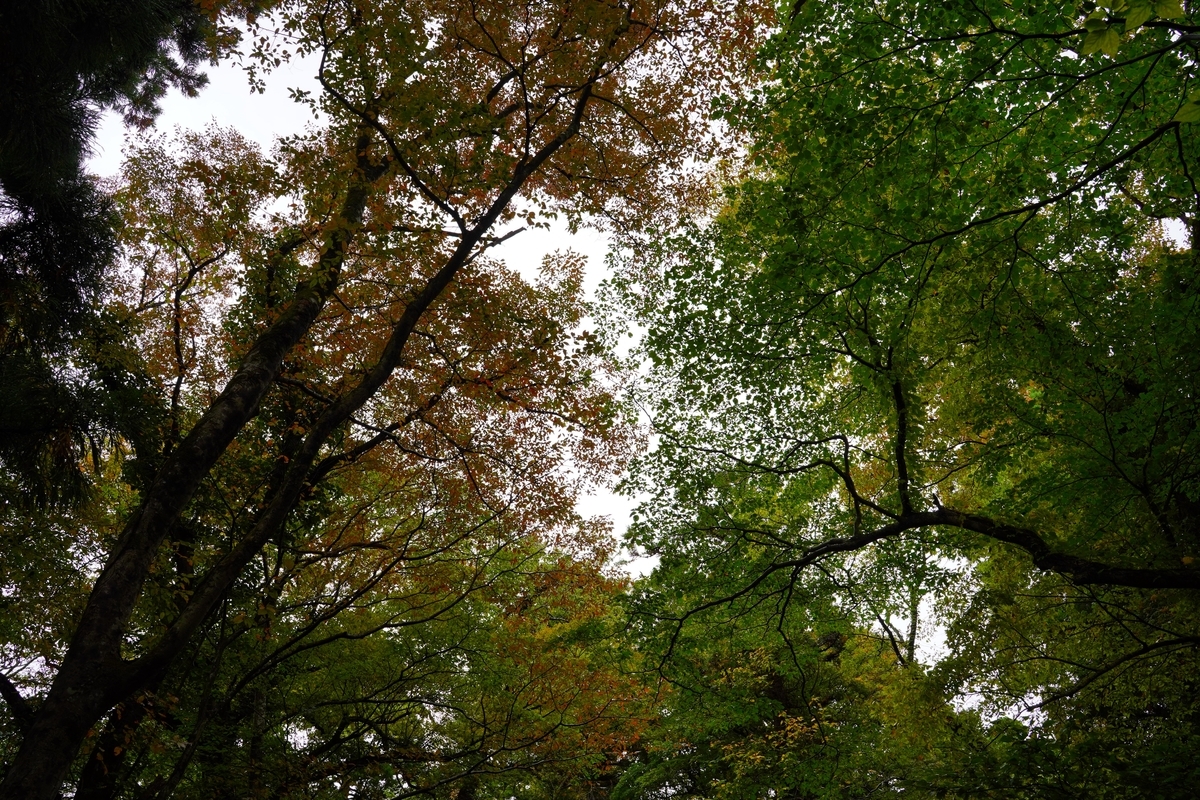 f:id:shirodango:20201019202949j:plain