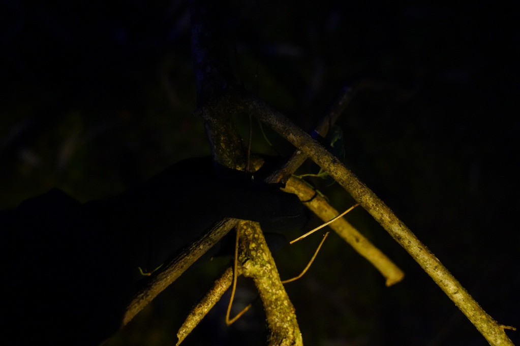 f:id:shirodango:20210218203653j:plain