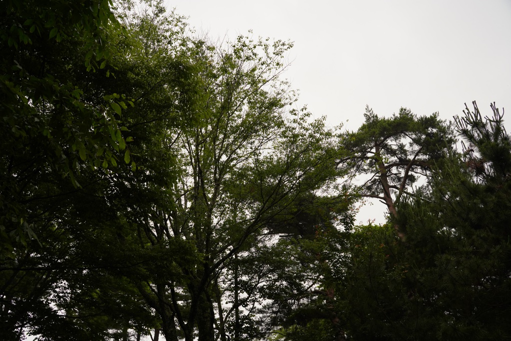 f:id:shirodango:20210628212230j:plain