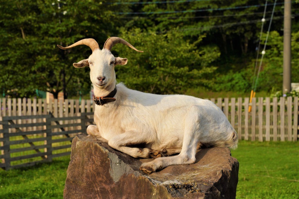 f:id:shirodango:20210711133819j:plain