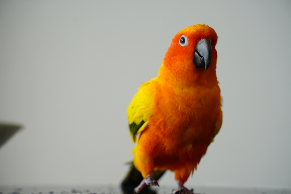 f:id:shirodango:20220221183724j:plain