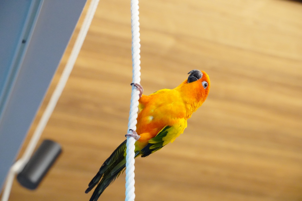 f:id:shirodango:20220221183736j:plain