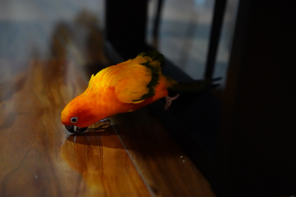 f:id:shirodango:20220221183741j:plain