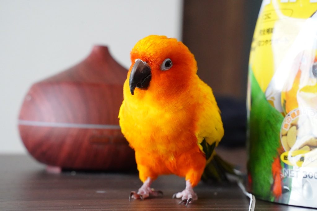 f:id:shirodango:20220221183743j:plain