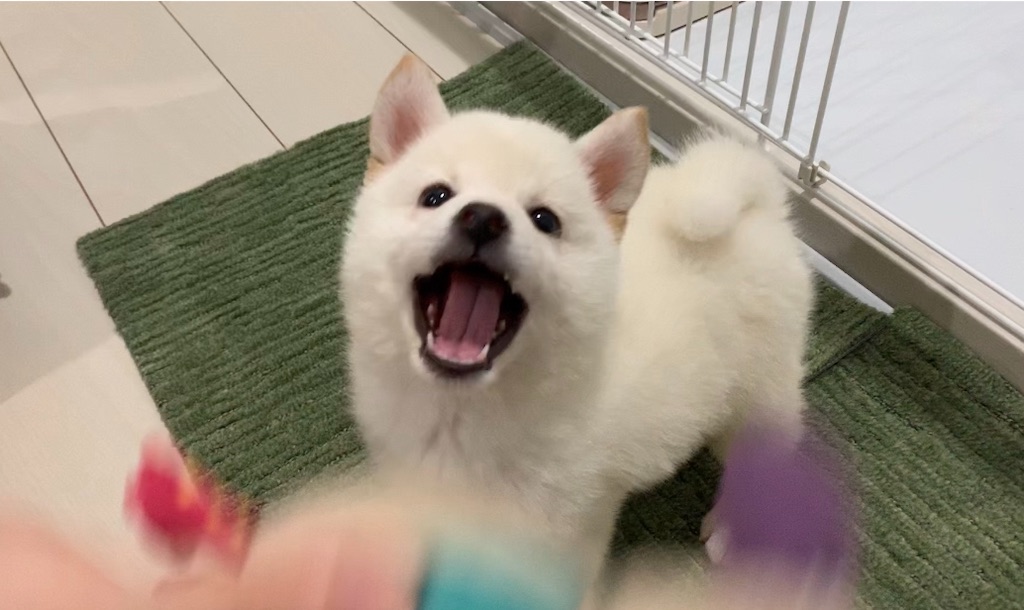 f:id:shiroi_okome:20200720182323j:image f:id:shiroi_okome:20200720182323j:image