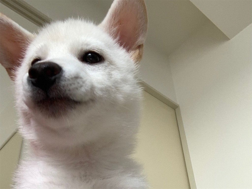 f:id:shiroi_okome:20200723002219j:image f:id:shiroi_okome:20200723002219j:image