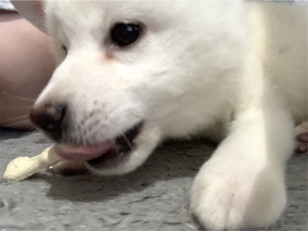 f:id:shiroi_okome:20200725124108j:image f:id:shiroi_okome:20200725124108j:image