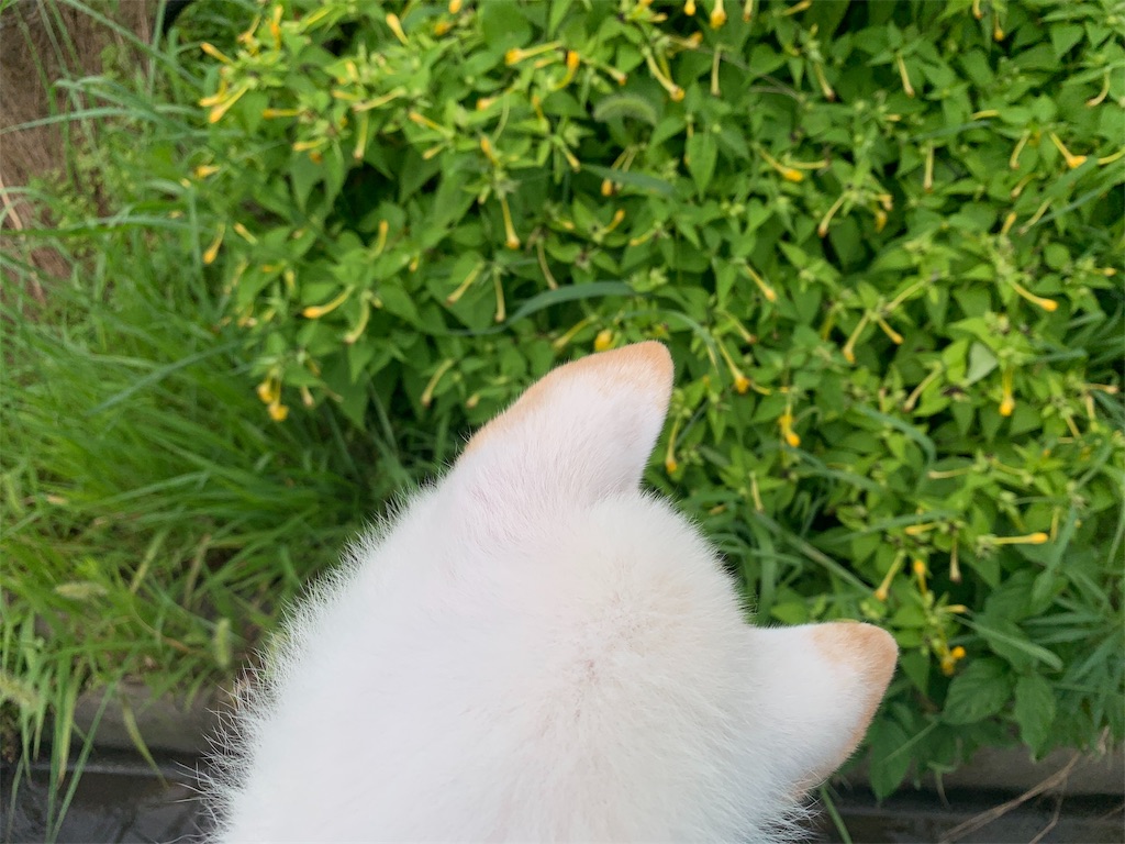 f:id:shiroi_okome:20200725160750j:image f:id:shiroi_okome:20200725160750j:image