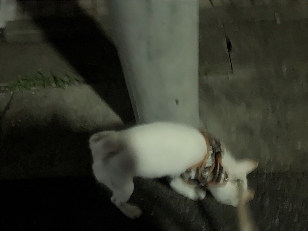 f:id:shiroi_okome:20200803230450j:image f:id:shiroi_okome:20200803230450j:image