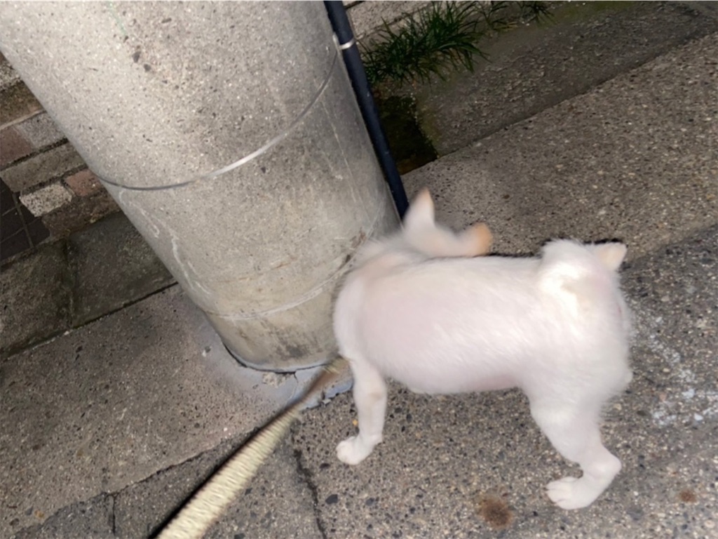f:id:shiroi_okome:20200803232207j:image f:id:shiroi_okome:20200803232207j:image