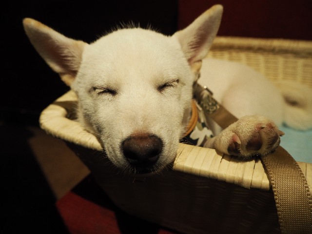 f:id:shiroi_okome:20201005144441j:image f:id:shiroi_okome:20201005144441j:image