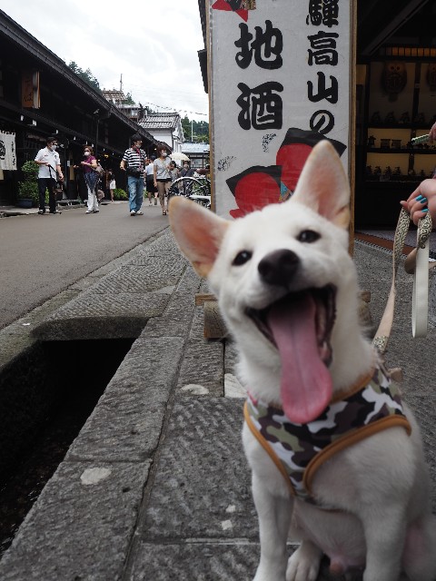 f:id:shiroi_okome:20201005145353j:image f:id:shiroi_okome:20201005145353j:image