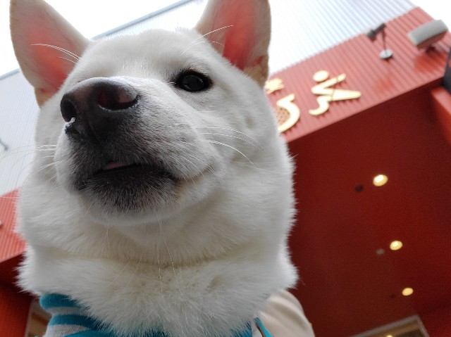 f:id:shiroi_okome:20201027093555j:image f:id:shiroi_okome:20201027093555j:image