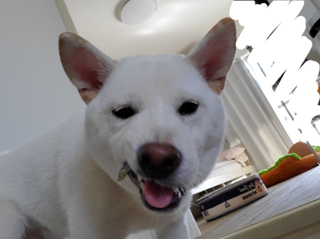 f:id:shiroi_okome:20201114114918j:image f:id:shiroi_okome:20201114114918j:image