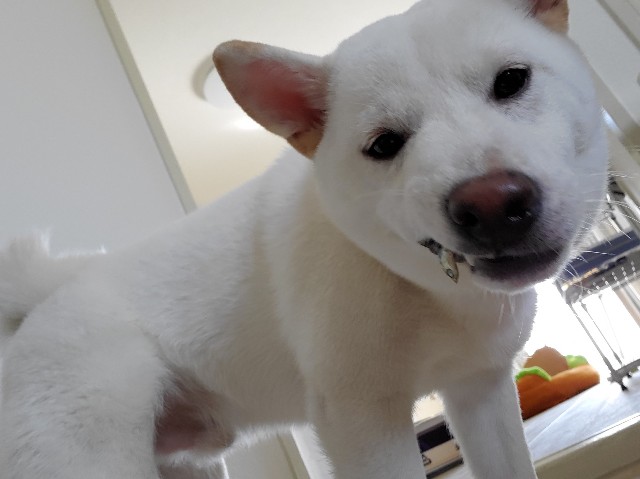 f:id:shiroi_okome:20201114114929j:image f:id:shiroi_okome:20201114114929j:image