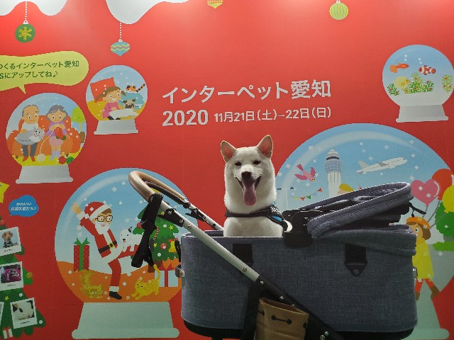 f:id:shiroi_okome:20201201221504j:image f:id:shiroi_okome:20201201221504j:image