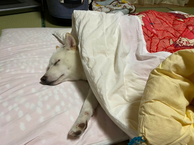 f:id:shiroi_okome:20201210202122j:image f:id:shiroi_okome:20201210202122j:image