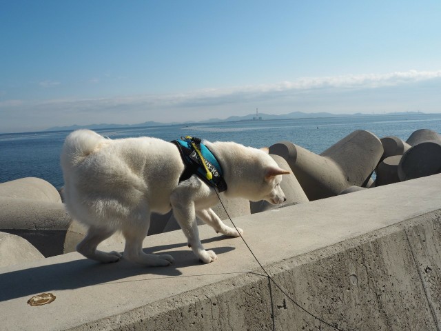 f:id:shiroi_okome:20201212145450j:image f:id:shiroi_okome:20201212145450j:image