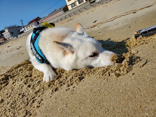 f:id:shiroi_okome:20201212145513j:image f:id:shiroi_okome:20201212145513j:image