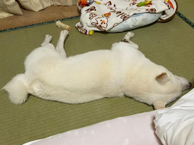 f:id:shiroi_okome:20201218150603j:image f:id:shiroi_okome:20201218150603j:image