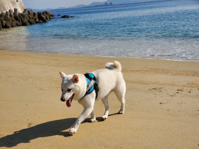 f:id:shiroi_okome:20201218170140j:image f:id:shiroi_okome:20201218170140j:image