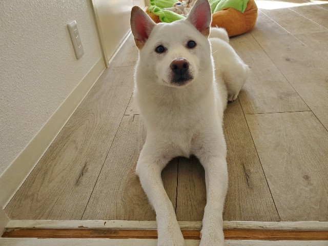 f:id:shiroi_okome:20201231111904j:image f:id:shiroi_okome:20201231111904j:image