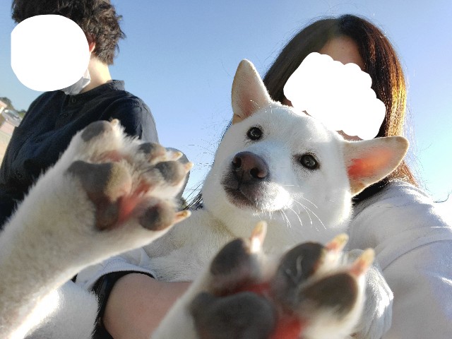 f:id:shiroi_okome:20201231112255j:image f:id:shiroi_okome:20201231112255j:image