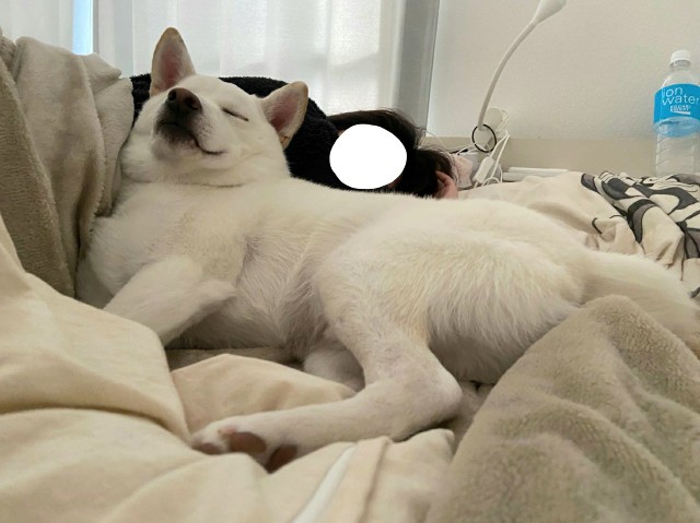 f:id:shiroi_okome:20210107180256j:image f:id:shiroi_okome:20210107180256j:image