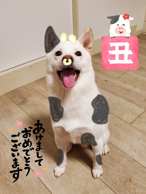 f:id:shiroi_okome:20210107182234j:image f:id:shiroi_okome:20210107182234j:image