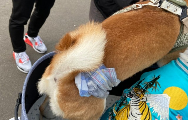 f:id:shiroi_okome:20210123125709j:image f:id:shiroi_okome:20210123125709j:image