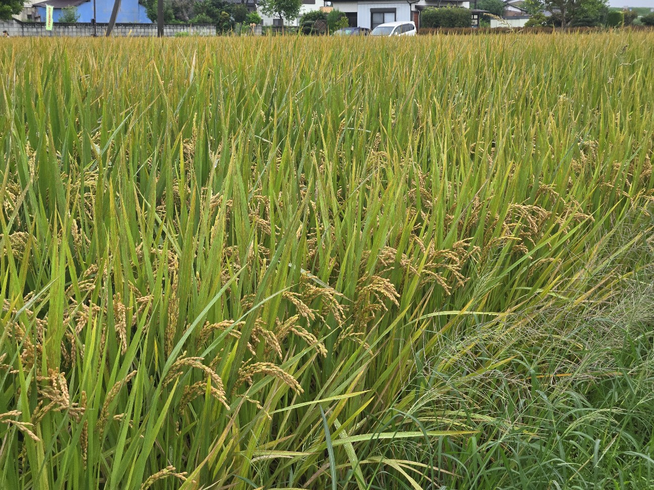 f:id:shiroke:20240923003352j:image