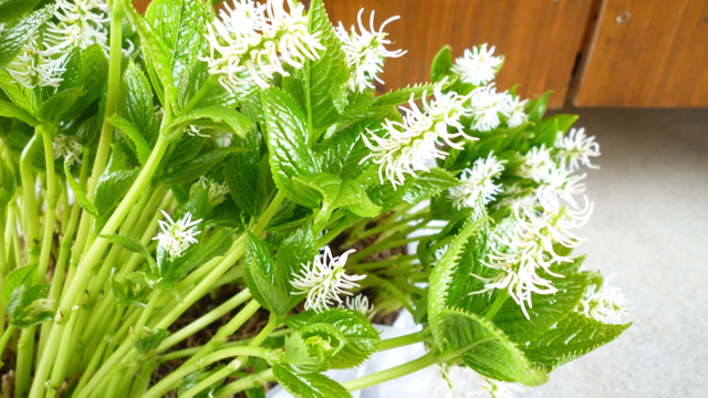 一人静 可憐な春の山野草 新潟生活