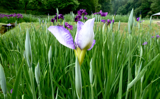 しらさぎ森林公園の花菖蒲 新潟生活