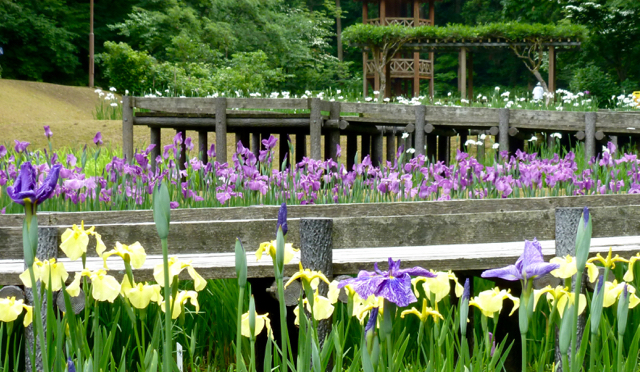 しらさぎ森林公園の花菖蒲 新潟生活