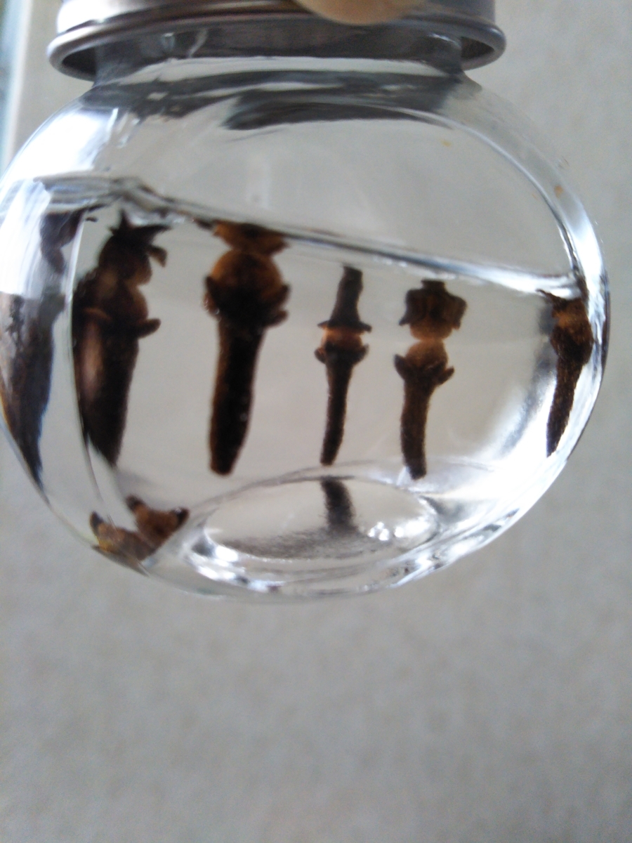 f:id:shirokuma-spice:20201228005830j:plain