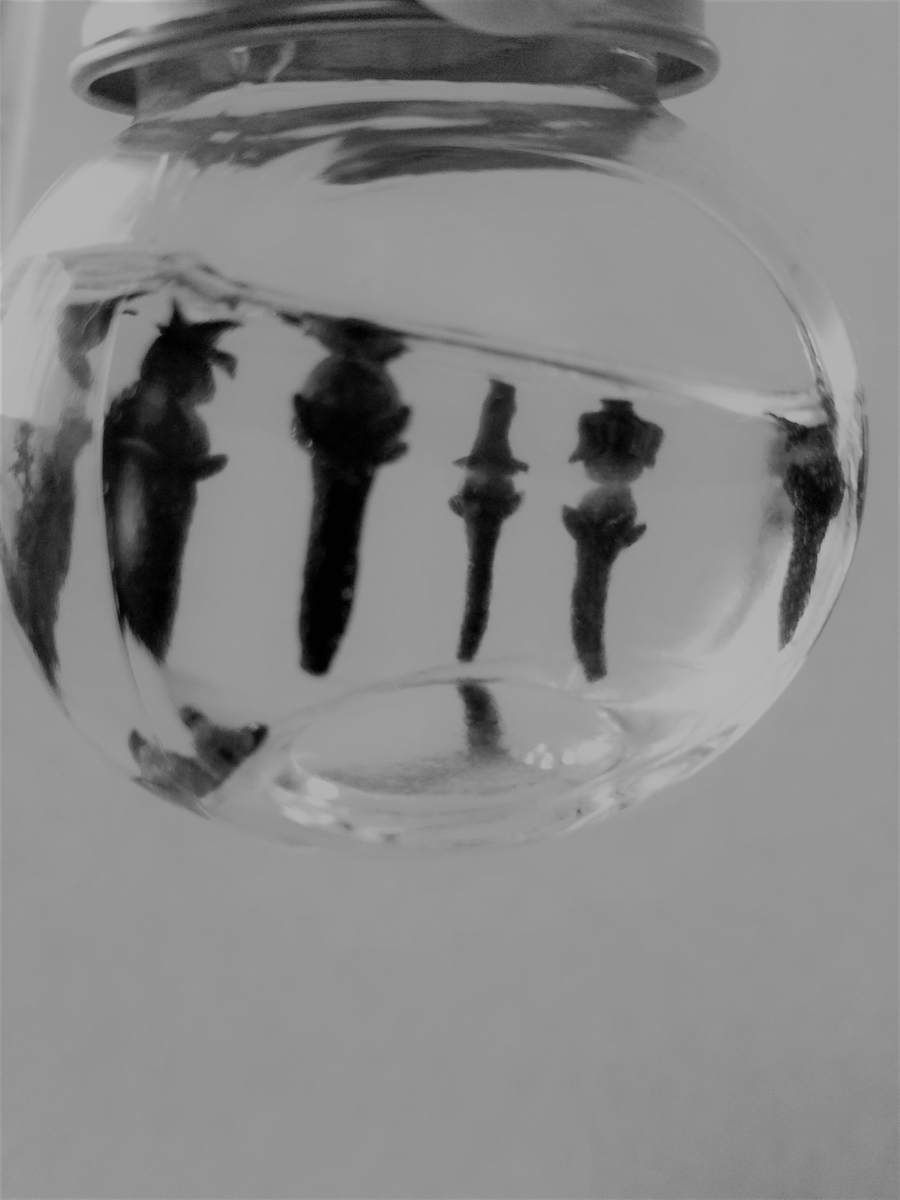 f:id:shirokuma-spice:20201228010707j:plain