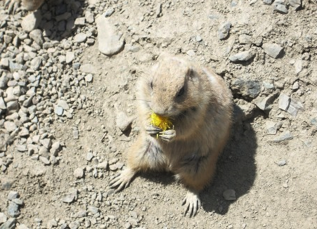 f:id:shirokuma-spice:20201230232119p:plain