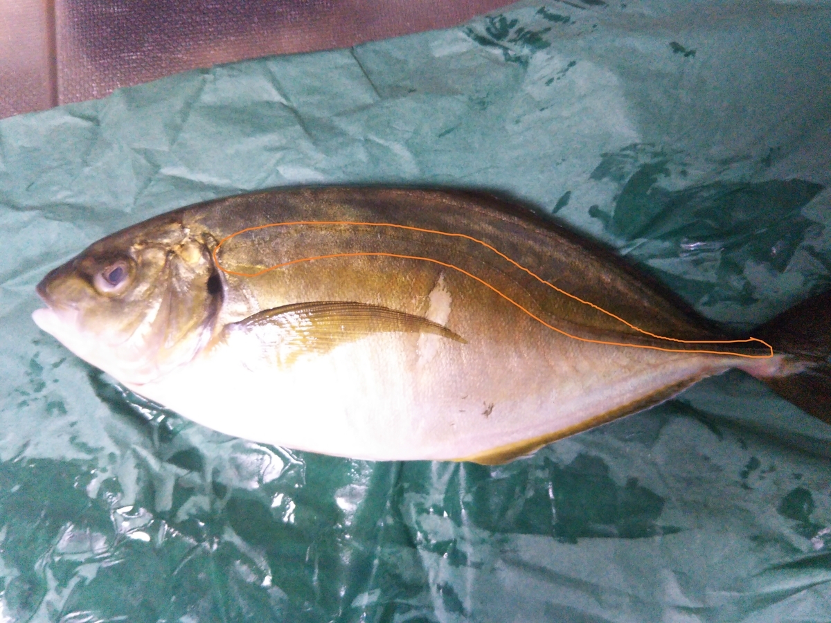 アジと同じだと思うなyo シマアジ 養殖は脂がすごいので加熱がおいしい高級魚 しろくまスパイス