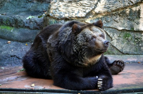 f:id:shirokuma-spice:20220119214927p:plain