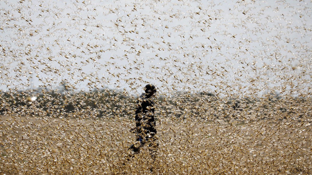 f:id:shirokuma1230:20200526195652j:plain