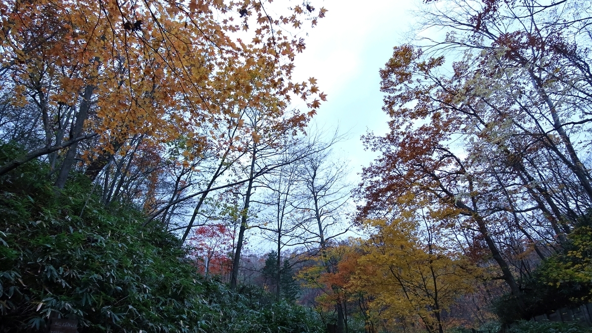 f:id:shirokumapanda:20181103004450j:plain