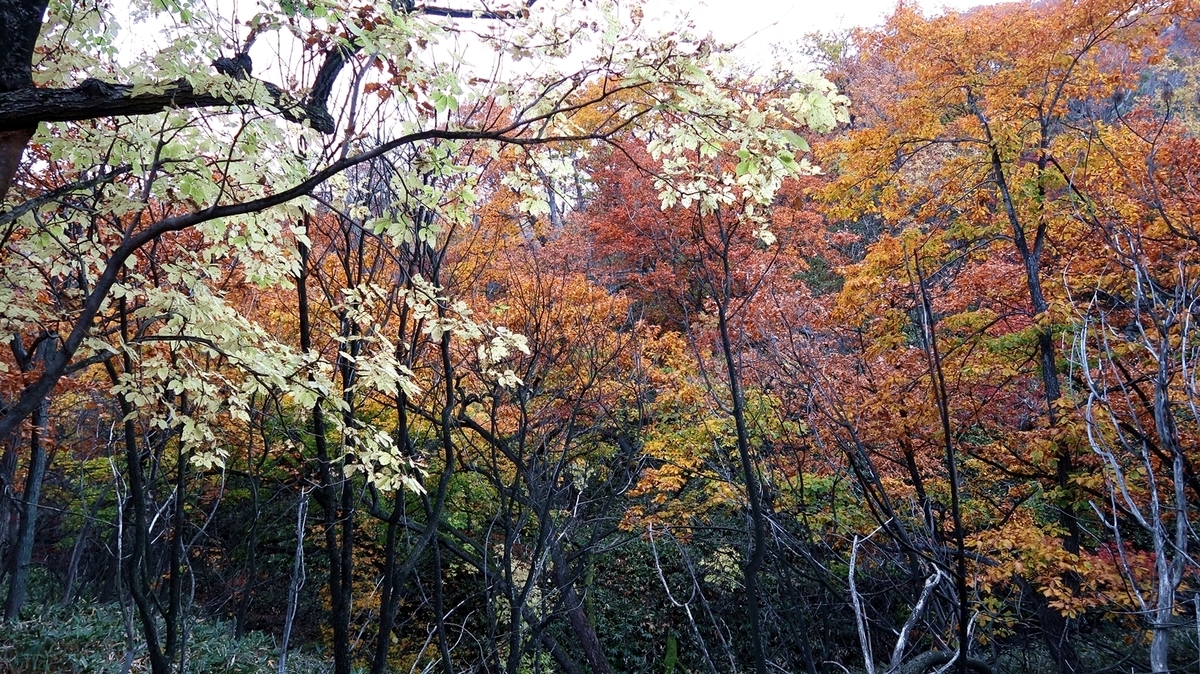 f:id:shirokumapanda:20181103004503j:plain