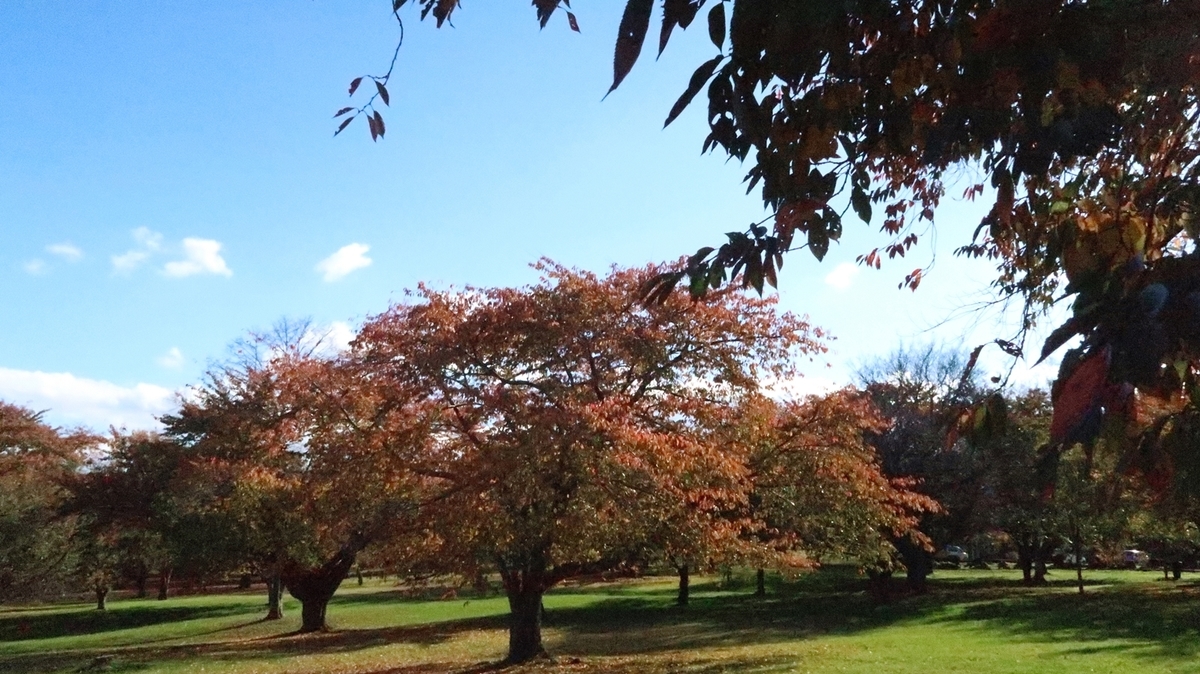 f:id:shirokumapanda:20181108002324j:plain f:id:shirokumapanda:20181108002324j:plain