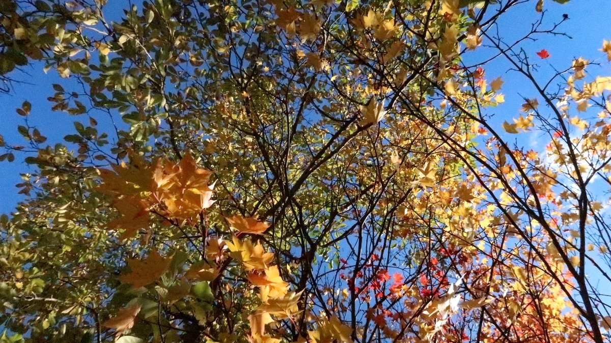 f:id:shirokumapanda:20181108002332j:plain f:id:shirokumapanda:20181108002332j:plain