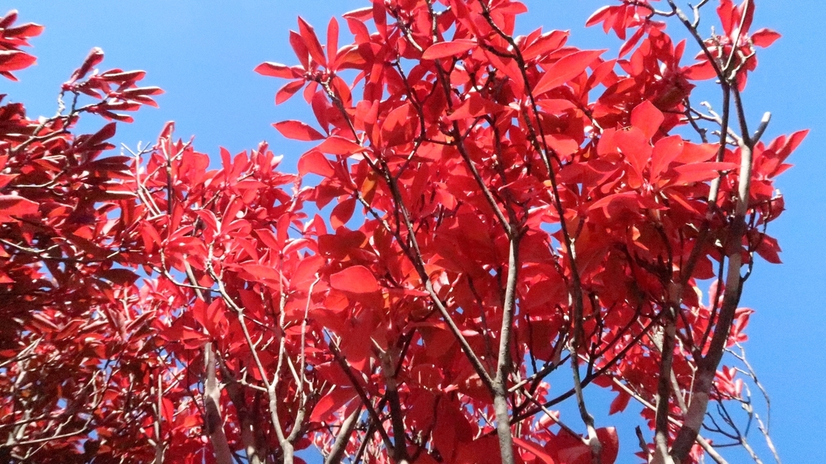 f:id:shirokumapanda:20181108002443j:plain f:id:shirokumapanda:20181108002443j:plain