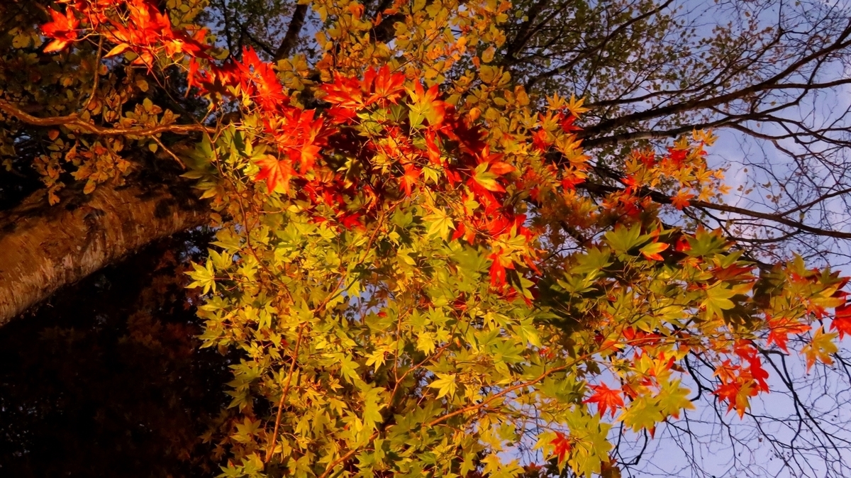 f:id:shirokumapanda:20181113230649j:plain