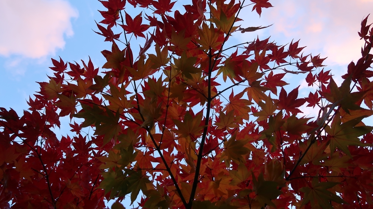 f:id:shirokumapanda:20181116233302j:plain f:id:shirokumapanda:20181116233302j:plain