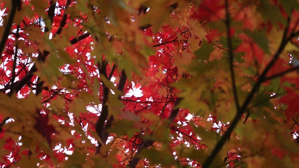 f:id:shirokumapanda:20181116233510j:plain f:id:shirokumapanda:20181116233510j:plain