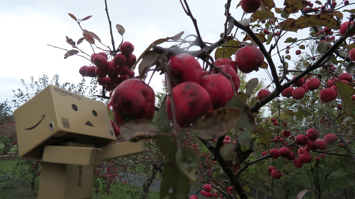 f:id:shirokumapanda:20181118231508j:plain f:id:shirokumapanda:20181118231508j:plain