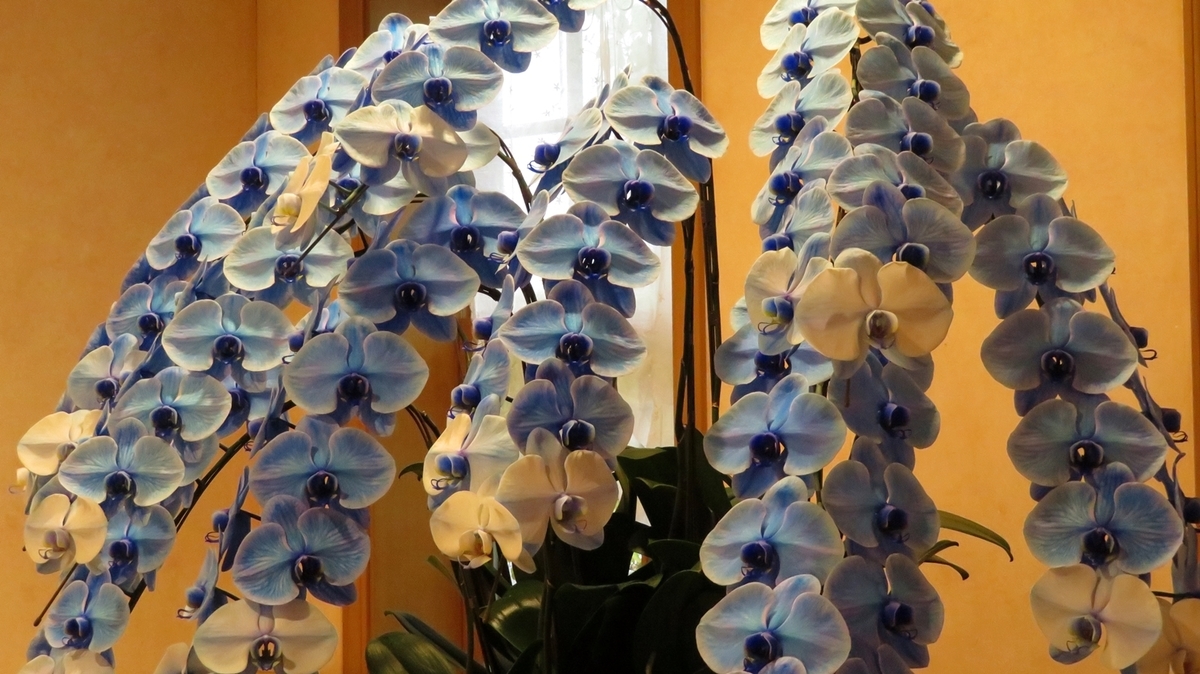 f:id:shirokumapanda:20181118231513j:plain f:id:shirokumapanda:20181118231513j:plain